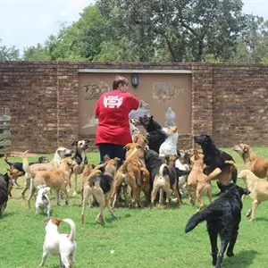 Animal Ambulance Daily Fundraiser