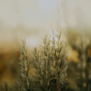 Rosemary Hill