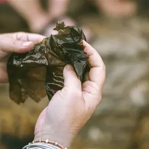 Coastal Forage Experience with Veld & Sea 6 February