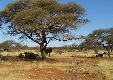 Mokala National Park photo 2