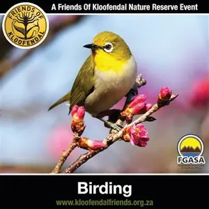 Birding at Kloofendal