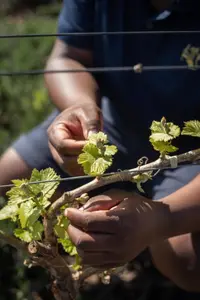 Vergenoegd Low Wine Estate