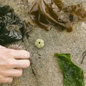 Coastal Forage Experience with Veld & Sea 25 November